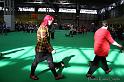 Crufts2011_2 844